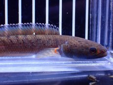 画像2: 【淡水魚】【通販】チャンナ sp ビプリ【1匹 サンプル画像】(±10cm)(大型魚・スネークヘッド)(生体)(熱帯魚)NKO (2)