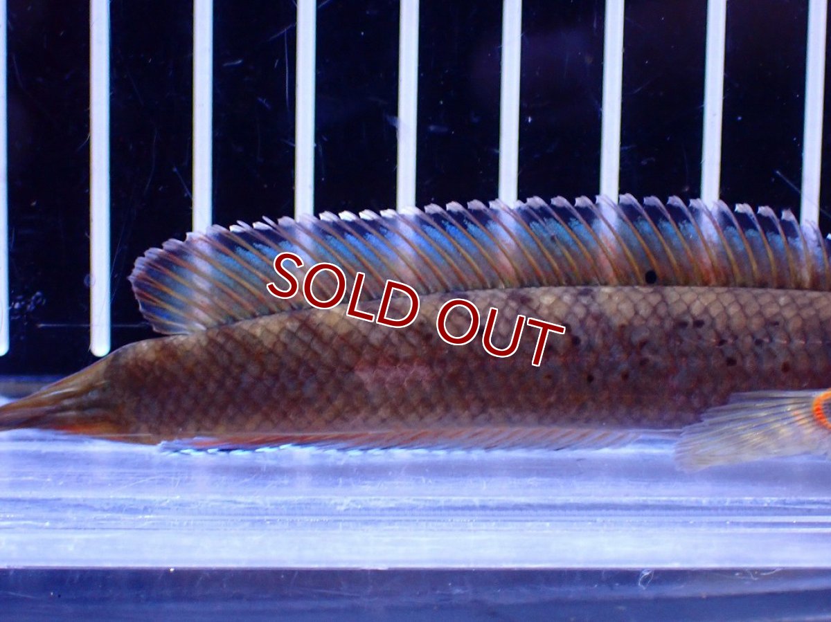 画像3: 【淡水魚】【通販】チャンナ sp ビプリ【1匹 サンプル画像】(±10cm)(大型魚・スネークヘッド)(生体)(熱帯魚)NKO (3)