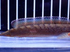 画像3: 【淡水魚】【通販】チャンナ sp ビプリ【1匹 サンプル画像】(±10cm)(大型魚・スネークヘッド)(生体)(熱帯魚)NKO (3)
