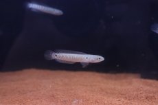 画像1: 【淡水魚】【通販】ホワイトスポットコウタイ【１匹 サンプル画像】(±4-5cm)(大型魚)(生体)(熱帯魚)NKO (1)