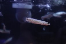 画像2: 【淡水魚】【通販】ホワイトスポットコウタイ【１匹 サンプル画像】(±4-5cm)(大型魚)(生体)(熱帯魚)NKO (2)
