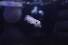 画像3: 【淡水魚】【通販】ホワイトスポットコウタイ【１匹 サンプル画像】(±4-5cm)(大型魚)(生体)(熱帯魚)NKO (3)