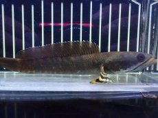 画像1: 【淡水魚】【通販】大きい チャンナ sp プルクラ【１匹 サンプル画像】(±14-15cm)(スネークヘッド・大型魚)(生体)(熱帯魚)NKO (1)