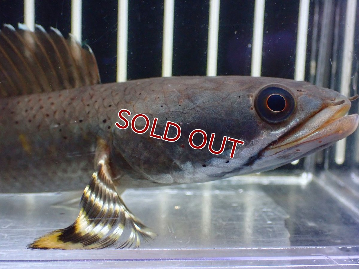 画像2: 【淡水魚】【通販】大きい チャンナ sp プルクラ【１匹 サンプル画像】(±14-15cm)(スネークヘッド・大型魚)(生体)(熱帯魚)NKO (2)