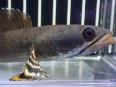 画像2: 【淡水魚】【通販】大きい チャンナ sp プルクラ【１匹 サンプル画像】(±14-15cm)(スネークヘッド・大型魚)(生体)(熱帯魚)NKO (2)