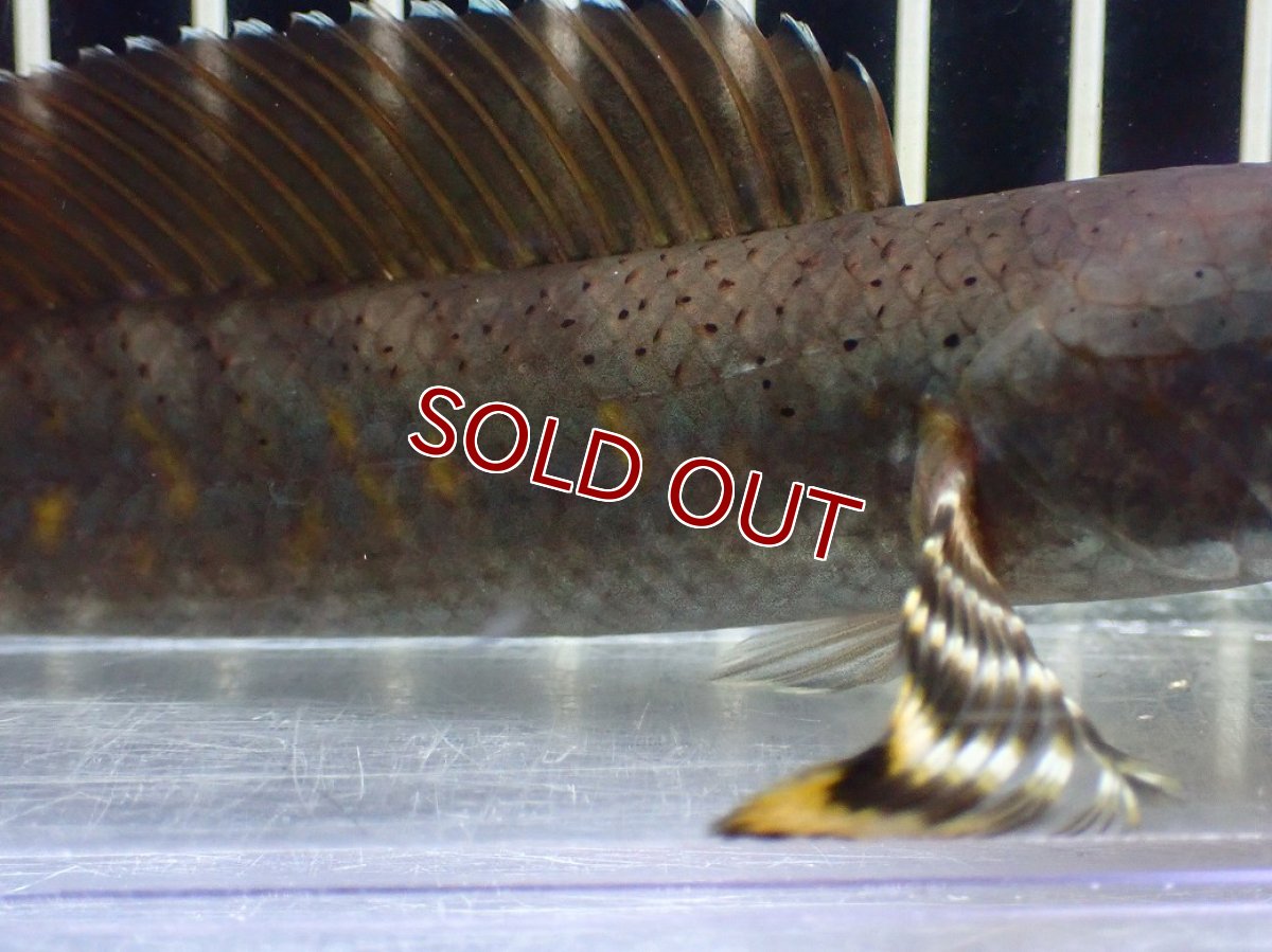 画像3: 【淡水魚】【通販】大きい チャンナ sp プルクラ【１匹 サンプル画像】(±14-15cm)(スネークヘッド・大型魚)(生体)(熱帯魚)NKO (3)