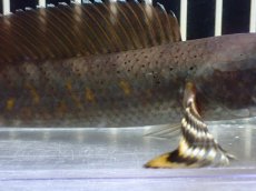 画像3: 【淡水魚】【通販】大きい チャンナ sp プルクラ【１匹 サンプル画像】(±14-15cm)(スネークヘッド・大型魚)(生体)(熱帯魚)NKO (3)