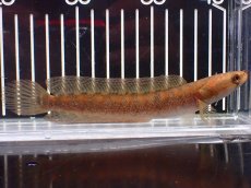 画像1: 【淡水魚】【通販】アフリカンシェブロンスネークヘッド ワイルド【１匹 サンプル画像】(±14cm)スネークヘッド・大型魚(生体)(熱帯魚)NKO (1)