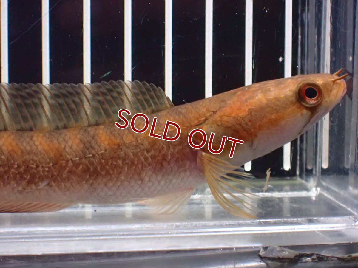 画像2: 【淡水魚】【通販】アフリカンシェブロンスネークヘッド ワイルド【１匹 サンプル画像】(±14cm)スネークヘッド・大型魚(生体)(熱帯魚)NKO (2)