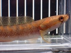 画像2: 【淡水魚】【通販】アフリカンシェブロンスネークヘッド ワイルド【１匹 サンプル画像】(±14cm)スネークヘッド・大型魚(生体)(熱帯魚)NKO (2)