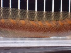 画像3: 【淡水魚】【通販】アフリカンシェブロンスネークヘッド ワイルド【１匹 サンプル画像】(±14cm)スネークヘッド・大型魚(生体)(熱帯魚)NKO (3)