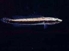 画像1: 【通販 淡水魚】アフリカンスネークヘッド【１匹 サンプル画像】(大型魚・スネークヘッド)(生体)(熱帯魚)NKO (1)