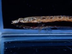 画像2: 【通販 淡水魚】アフリカンスネークヘッド【１匹 サンプル画像】(大型魚・スネークヘッド)(生体)(熱帯魚)NKO (2)