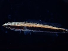 画像3: 【通販 淡水魚】アフリカンスネークヘッド【１匹 サンプル画像】(大型魚・スネークヘッド)(生体)(熱帯魚)NKO (3)