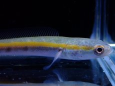 画像1: 【通販 淡水魚】マルリウススネークヘッド ワイルド【１匹 サンプル画像】(±6-7cm)(大型魚・スネークヘッド)(生体)(熱帯魚)NKO (1)