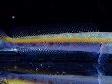 画像2: 【通販 淡水魚】マルリウススネークヘッド ワイルド【１匹 サンプル画像】(±6-7cm)(大型魚・スネークヘッド)(生体)(熱帯魚)NKO (2)