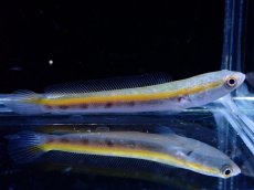 画像3: 【通販 淡水魚】マルリウススネークヘッド ワイルド【１匹 サンプル画像】(±6-7cm)(大型魚・スネークヘッド)(生体)(熱帯魚)NKO (3)