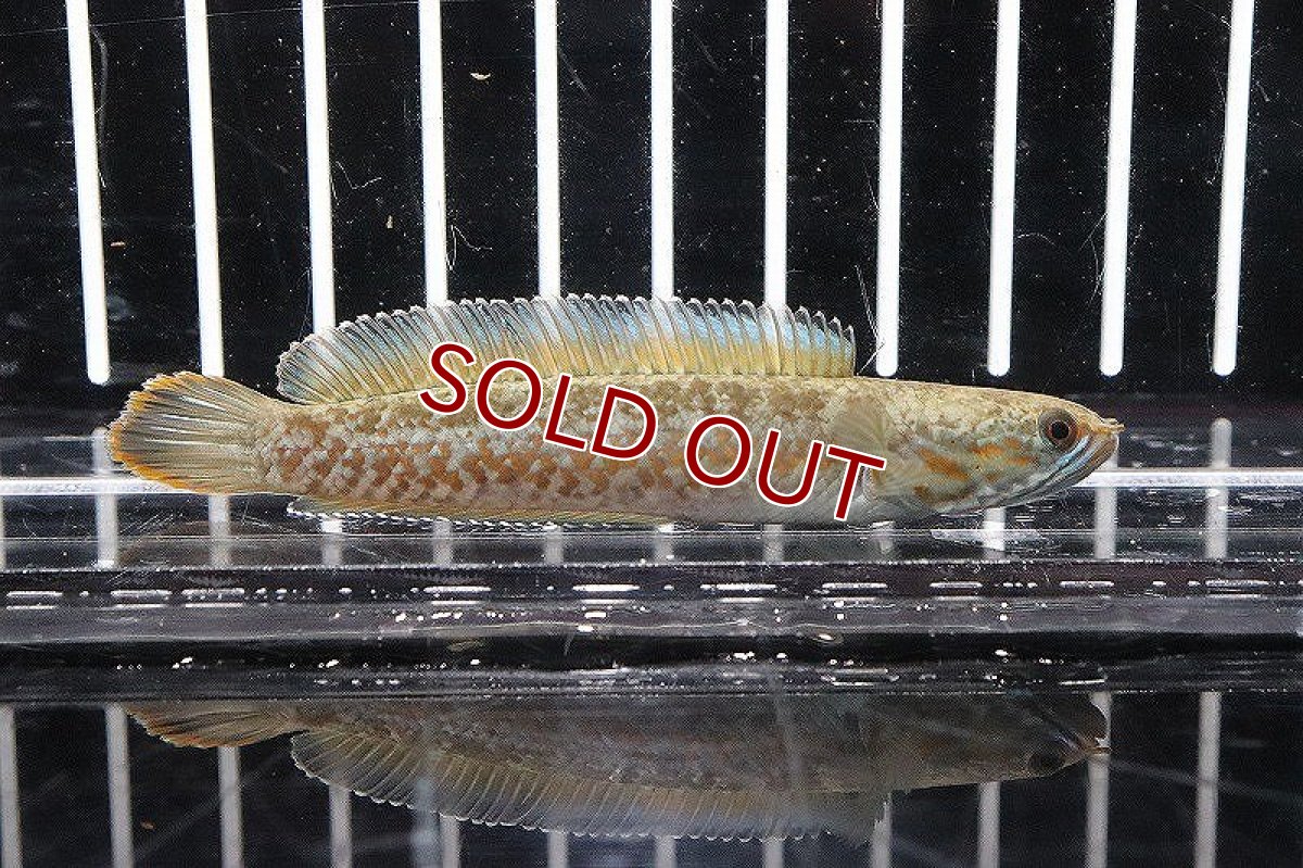 画像1: 【淡水魚】【通販】大特価 ニューレインボースネークヘッド【1匹 サンプル画像】(±5cm)（生体）　(大型魚)（熱帯魚）NKO (1)