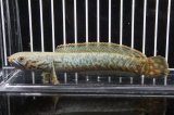 淡水魚】超爆安 ミレウス ミカン【1匹 サンプル画像】(±5-8cm