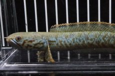 画像2: 【淡水魚】特価 レインボースネークヘッド【1匹 サンプル画像】(±5cm)（生体）(大型魚)（熱帯魚）NKO (2)