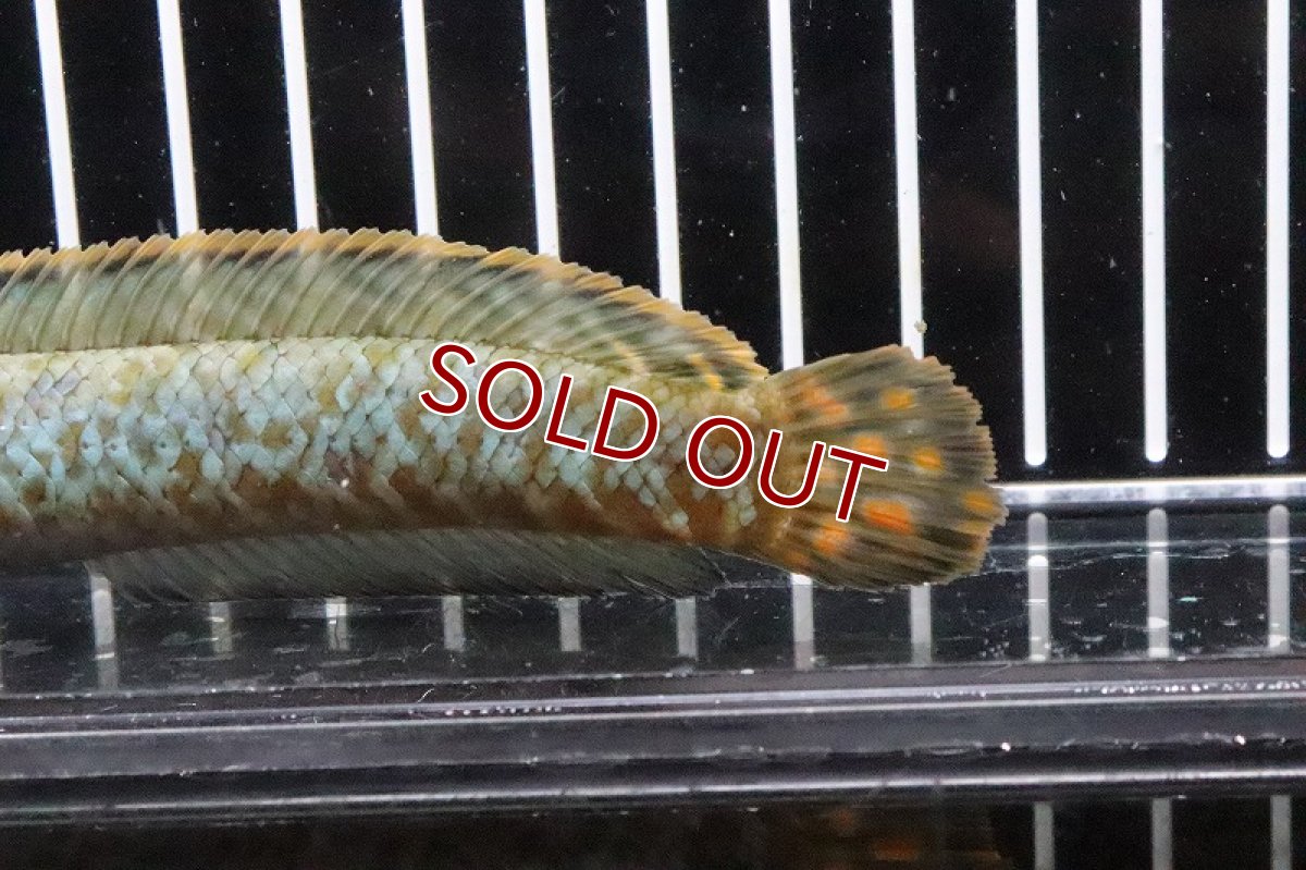 画像3: 【淡水魚】【通販】レインボースネークヘッド【1匹 サンプル画像】(±4-5cm)（生体）(大型魚)（熱帯魚）NKO (3)