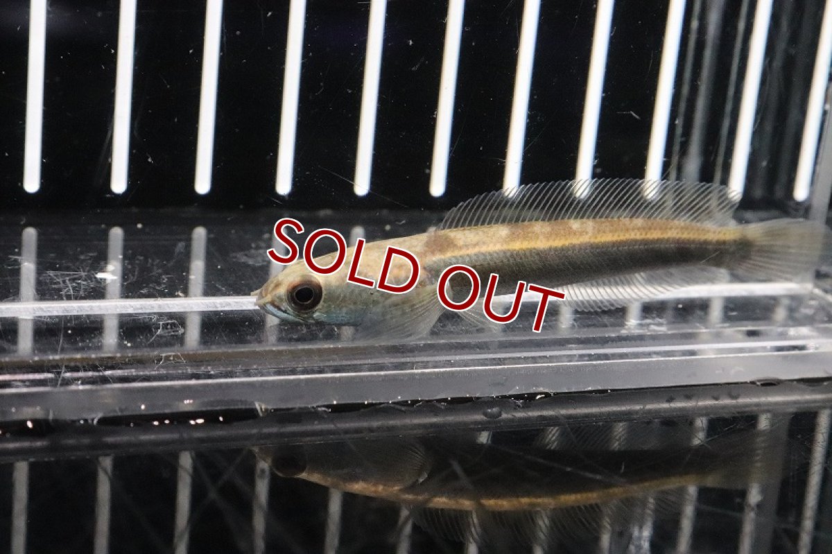 画像2: 【淡水魚】【通販】特価 チャンナ マルリオイデス センタルン湖 ワイルド【1匹 サンプル画像】(±6-7cm)（生体）(スネークヘッド)（熱帯魚）NKO (2)