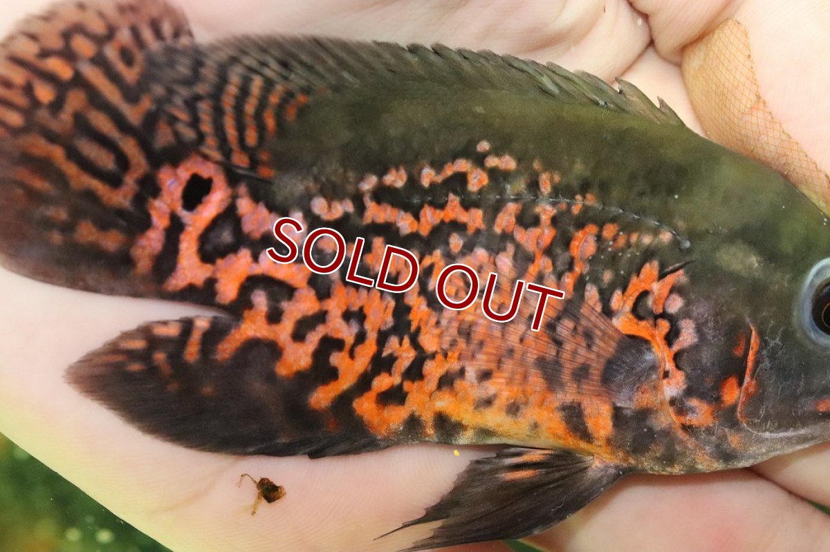 画像2: 【淡水魚】【通販】ルビーレッドオスカー【1匹 サンプル画像販売】(±7cm)(大型魚)（生体）（熱帯魚）NKＯ (2)