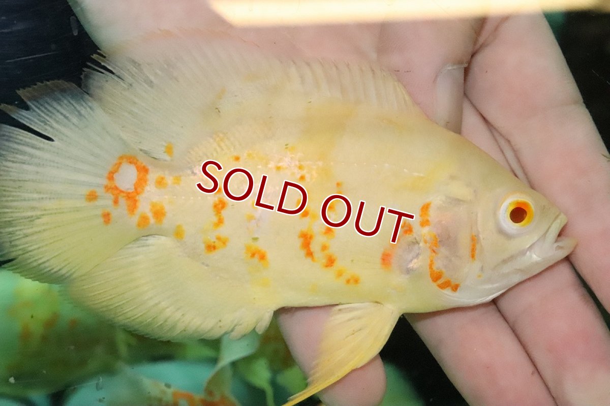 画像2: 【淡水魚】レモンオスカー【１匹 サンプル画像】(±5-6cm)(大型魚)(生体)(熱帯魚)NKO (2)