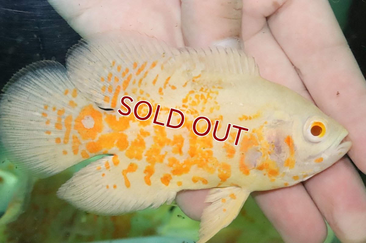 画像3: 【淡水魚】レモンオスカー【１匹 サンプル画像】(±5-6cm)(大型魚)(生体)(熱帯魚)NKO (3)