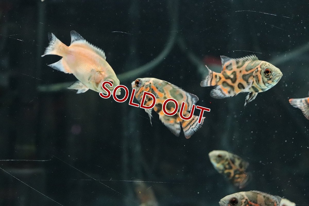 画像2: 【淡水魚】激安 オスカーミックス【1匹 サンプル画像】(±3-4cm)(大型魚)(生体)(熱帯魚)NKO (2)