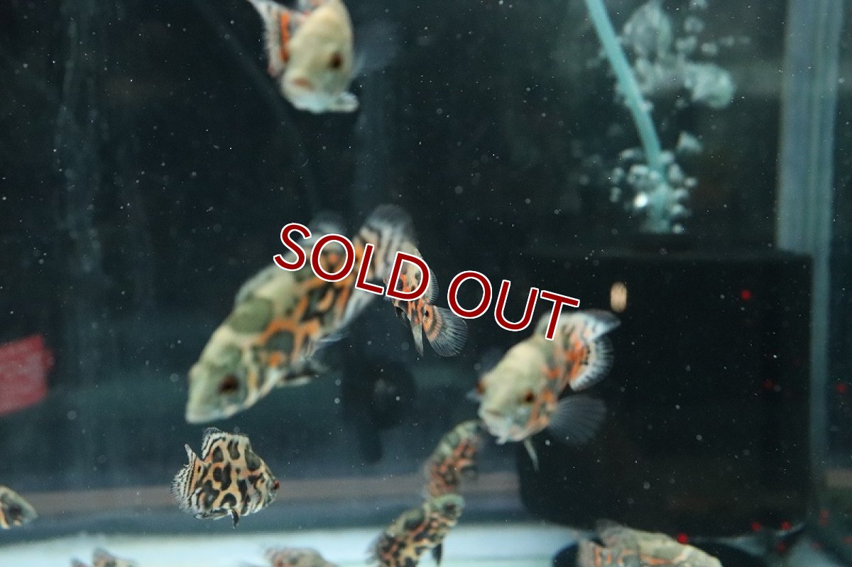 画像3: 【淡水魚】激安 オスカーミックス【1匹 サンプル画像】(±3-4cm)(大型魚)(生体)(熱帯魚)NKO (3)