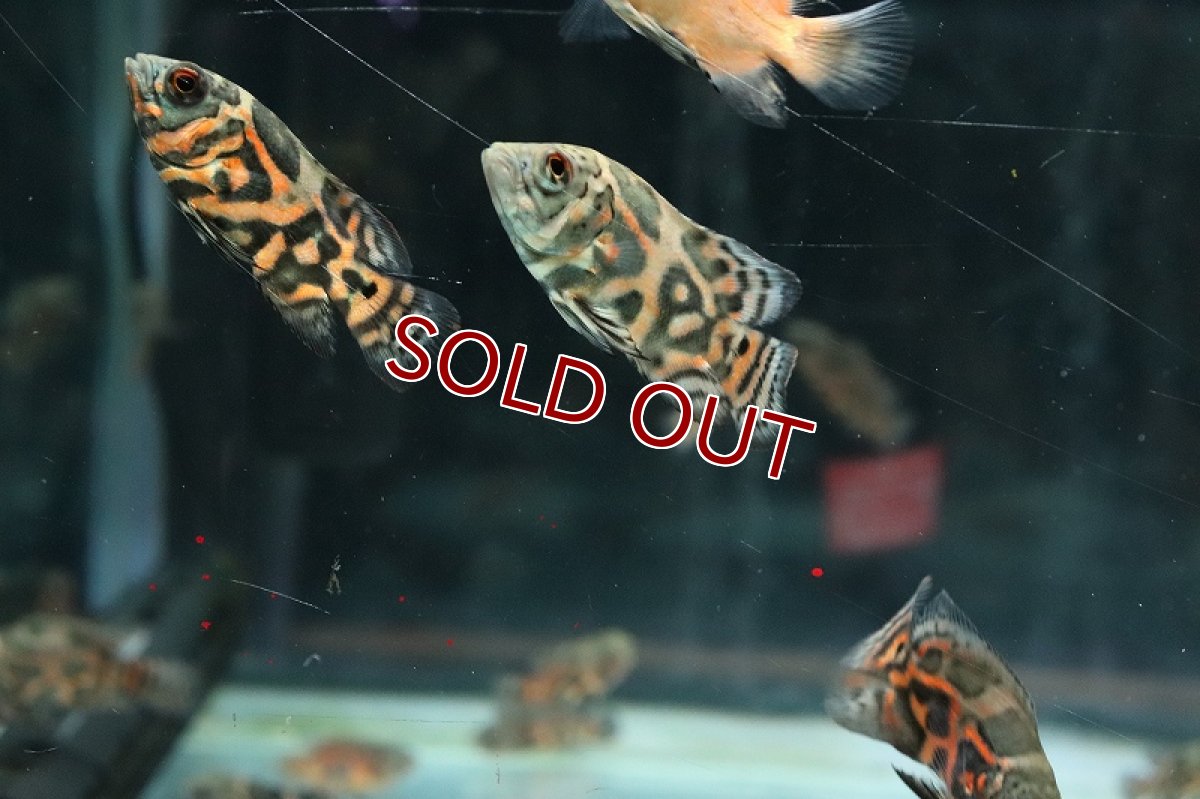 画像4: 【淡水魚】激安 オスカーミックス【1匹 サンプル画像】(±3-4cm)(大型魚)(生体)(熱帯魚)NKO (4)