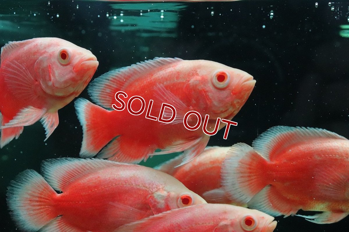 画像3: 【淡水魚】【通販】爆安 チリレッドオスカー【1匹 サンプル画像】(大型魚)(生体)(熱帯魚)NKO (3)