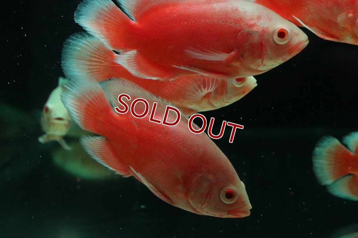 画像5: 【淡水魚】【通販】爆安 チリレッドオスカー【1匹 サンプル画像】(大型魚)(生体)(熱帯魚)NKO (5)