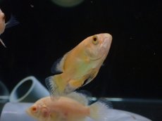 画像3: 【淡水魚】【通販】特価 レモンオスカー【1匹 サンプル画像】(±4-5cm)（大型魚）（生体）（熱帯魚）NKO (3)