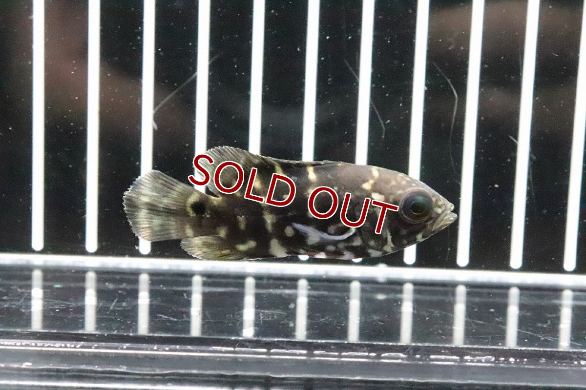 画像2: 【淡水魚】大特価 クラシピンニス ワイルド オスカー アラグアイア産 ワイルド【1匹】(±5cm)(大型魚)（生体）（淡水）NKO (2)