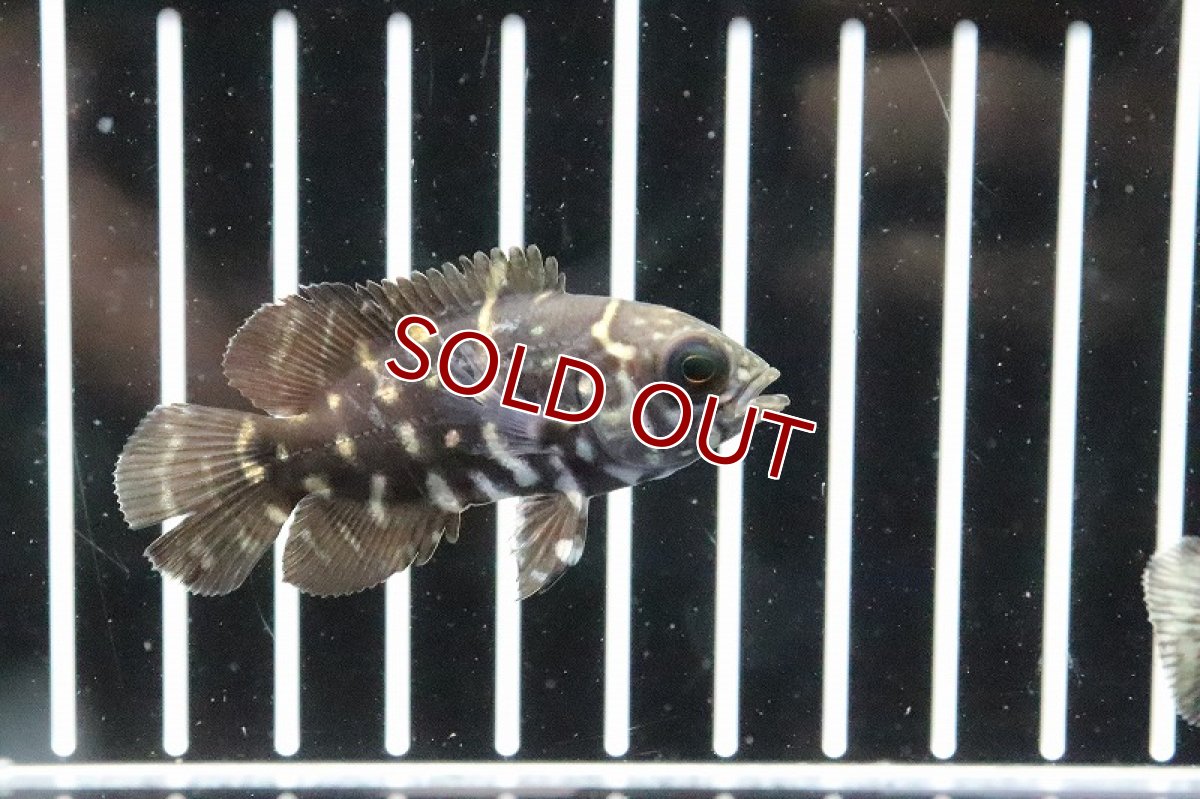 画像3: 【淡水魚】大特価 クラシピンニス ワイルド オスカー アラグアイア産 ワイルド【1匹】(±5cm)(大型魚)（生体）（淡水）NKO (3)