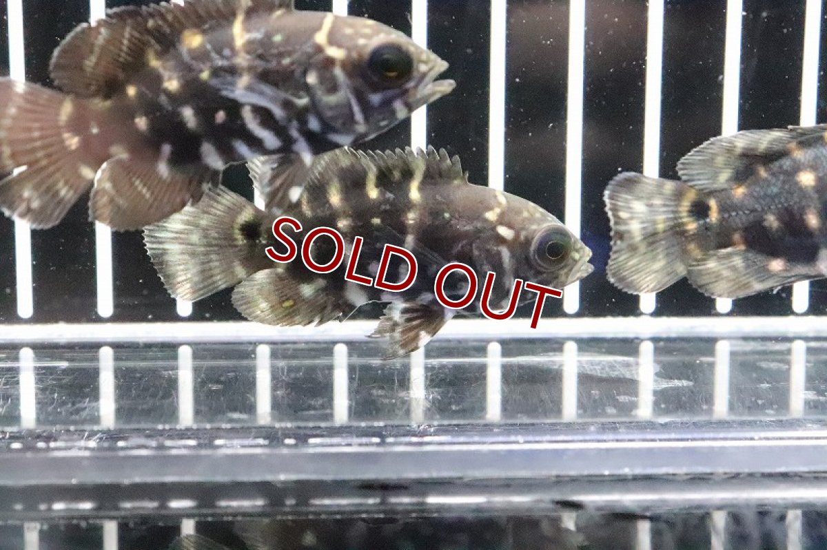 画像4: 【淡水魚】大特価 クラシピンニス ワイルド オスカー アラグアイア産 ワイルド【1匹】(±5cm)(大型魚)（生体）（淡水）NKO (4)