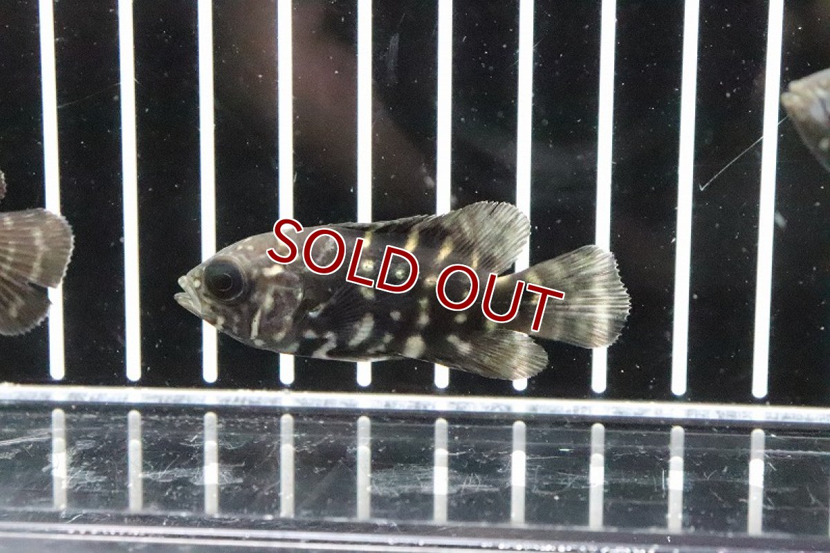 画像5: 【淡水魚】大特価 クラシピンニス ワイルド オスカー アラグアイア産 ワイルド【1匹】(±5cm)(大型魚)（生体）（淡水）NKO (5)