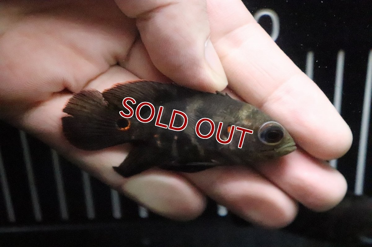 画像2: 【淡水魚】ワイルド オスカー リオダスモルティス産【１匹】(±6-7cm)(大型魚)(生体)(淡水)NKO (2)