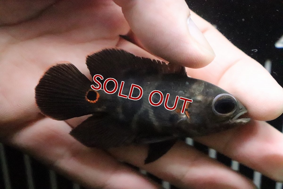 画像3: 【淡水魚】ワイルド オスカー リオダスモルティス産【１匹】(±6-7cm)(大型魚)(生体)(淡水)NKO (3)