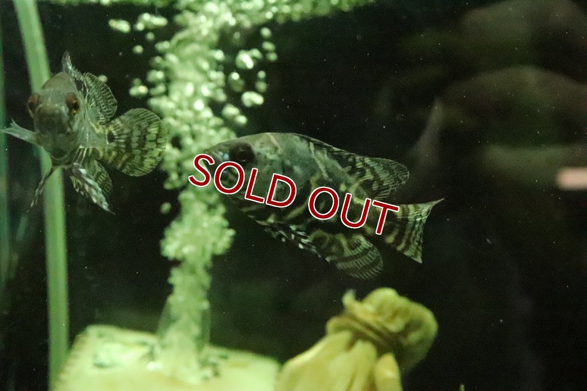 画像3: 【淡水魚】ブラジル便 ワイルドオスカー カヌタマ産【１匹】(±7cm)(大型魚)(生体)(淡水)NKO (3)