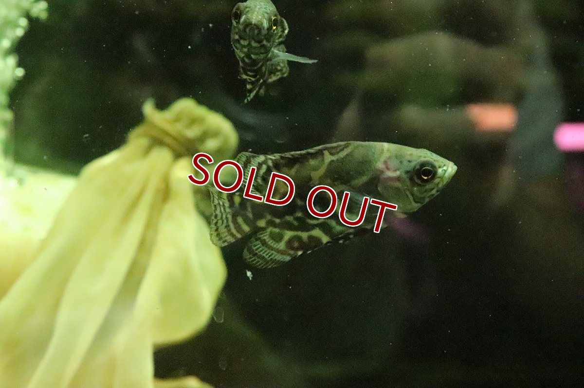 画像4: 【淡水魚】ブラジル便 ワイルドオスカー カヌタマ産【１匹】(±7cm)(大型魚)(生体)(淡水)NKO (4)