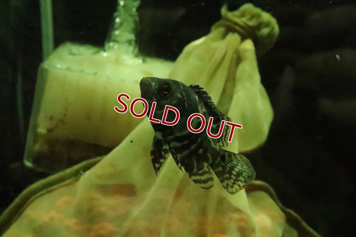 画像5: 【淡水魚】ブラジル便 ワイルドオスカー カヌタマ産【１匹】(±7cm)(大型魚)(生体)(淡水)NKO (5)