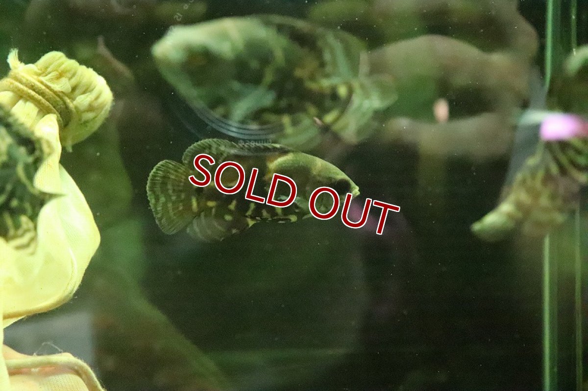 画像6: 【淡水魚】ブラジル便 ワイルドオスカー カヌタマ産【１匹】(±7cm)(大型魚)(生体)(淡水)NKO (6)