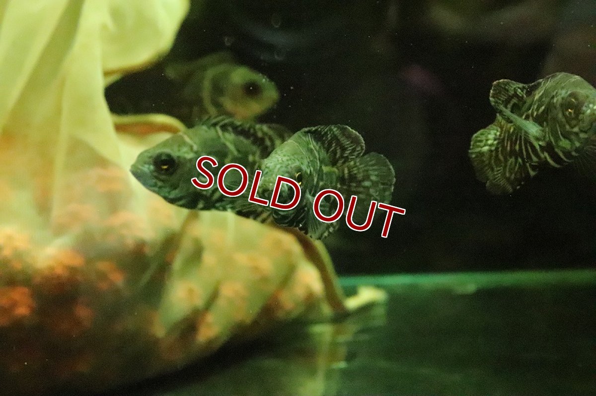 画像7: 【淡水魚】ブラジル便 ワイルドオスカー カヌタマ産【１匹】(±7cm)(大型魚)(生体)(淡水)NKO (7)