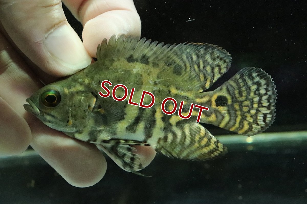 画像2: 【淡水魚】激レア 極上個体群 ワイルドオスカー マディラ水系 ラーゴアカラ産【1匹】(±8-9cm)(大型魚)（生体）（熱帯魚）NKＯ (2)