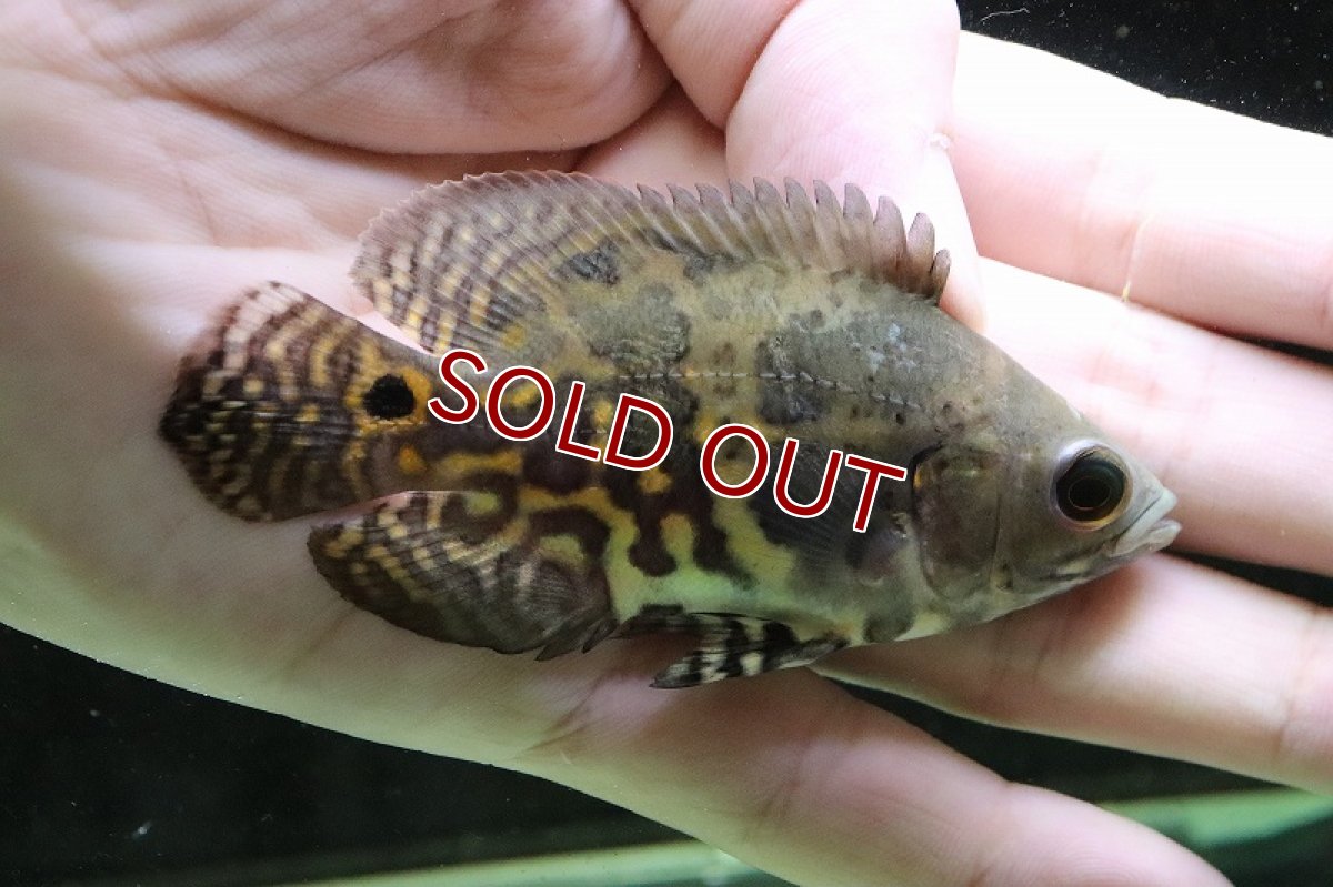 画像3: 【淡水魚】激レア 極上個体群 ワイルドオスカー マディラ水系 ラーゴアカラ産【1匹】(±8-9cm)(大型魚)（生体）（熱帯魚）NKＯ (3)