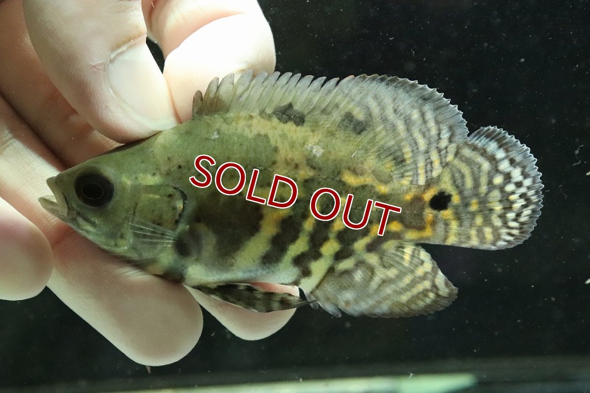 画像4: 【淡水魚】激レア 極上個体群 ワイルドオスカー マディラ水系 ラーゴアカラ産【1匹】(±8-9cm)(大型魚)（生体）（熱帯魚）NKＯ (4)