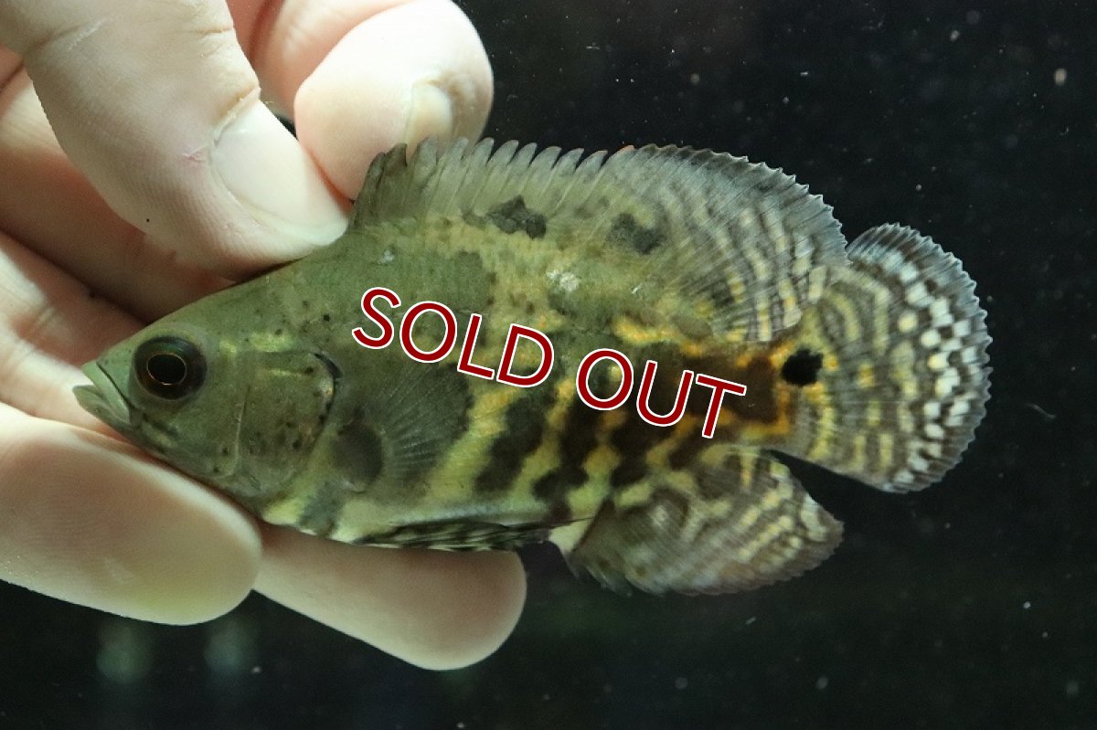 画像5: 【淡水魚】激レア 極上個体群 ワイルドオスカー マディラ水系 ラーゴアカラ産【1匹】(±8-9cm)(大型魚)（生体）（熱帯魚）NKＯ (5)